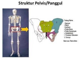 Detail Gambar Tulang Pelvis Dan Penjelasan Nomer 30