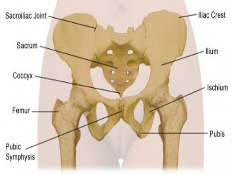 Detail Gambar Tulang Pelvis Dan Penjelasan Nomer 5