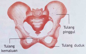 Detail Gambar Tulang Pelvis Dan Penjelasan Nomer 35