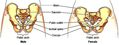 Detail Gambar Tulang Pelvis Dan Penjelasan Nomer 36