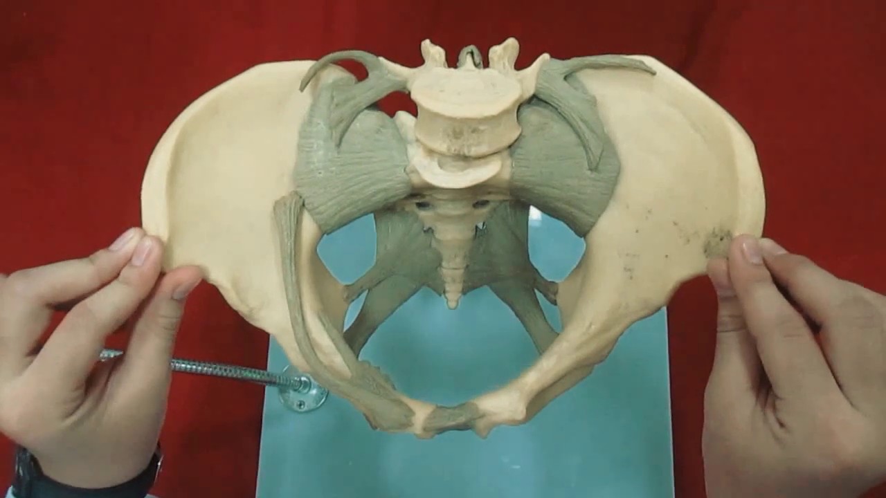 Detail Gambar Tulang Pelvis Dan Penjelasan Nomer 37