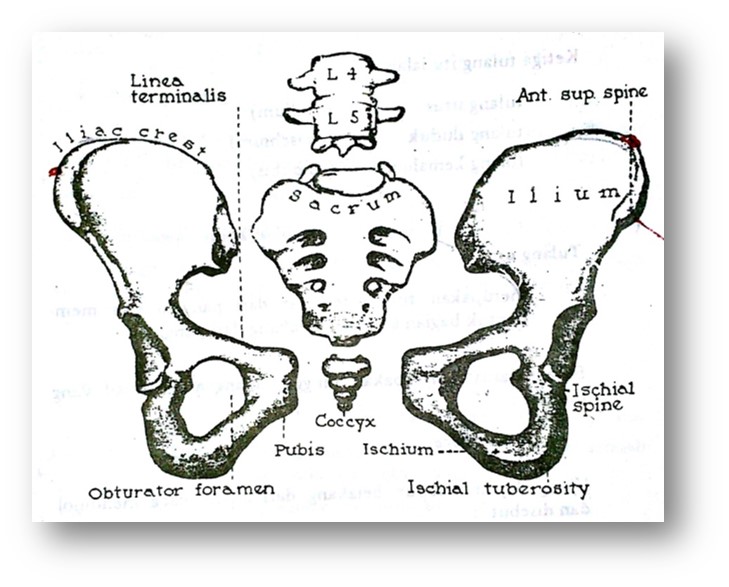 Detail Gambar Tulang Pelvis Dan Penjelasan Nomer 38