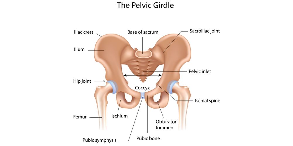 Detail Gambar Tulang Pelvis Dan Penjelasan Nomer 7