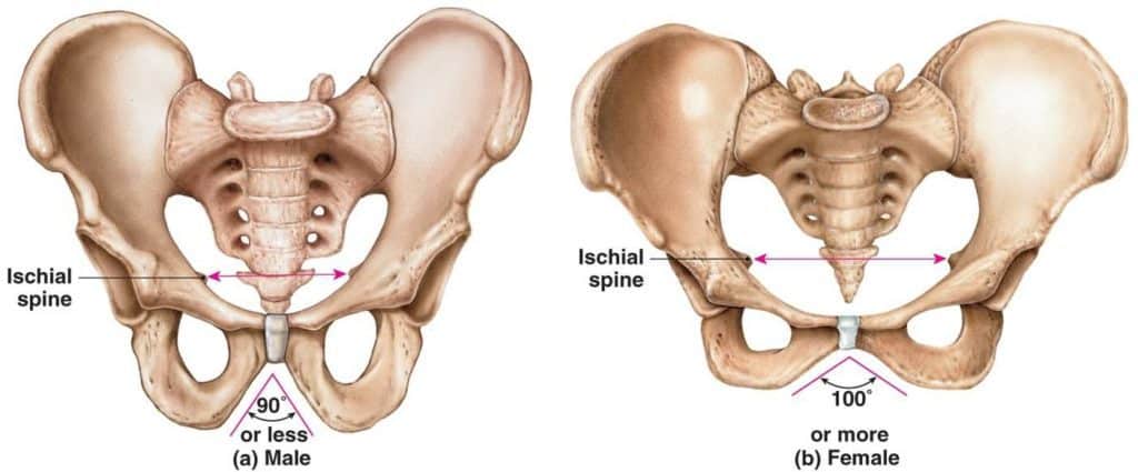 Detail Gambar Tulang Pelvis Dan Penjelasan Nomer 10