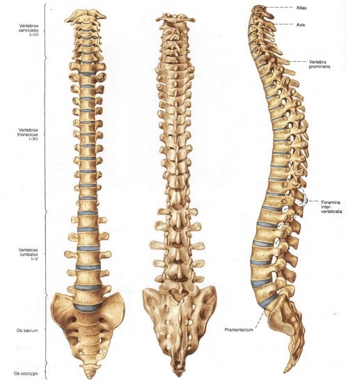 Detail Gambar Tulang Punggung Manusia Nomer 35