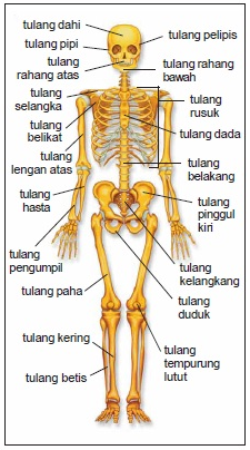 Detail Gambar Tulang Rangka Manusia Nomer 2