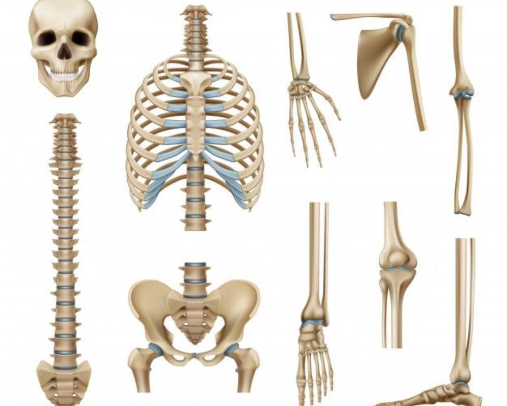Detail Gambar Tulang Rangka Manusia Nomer 27