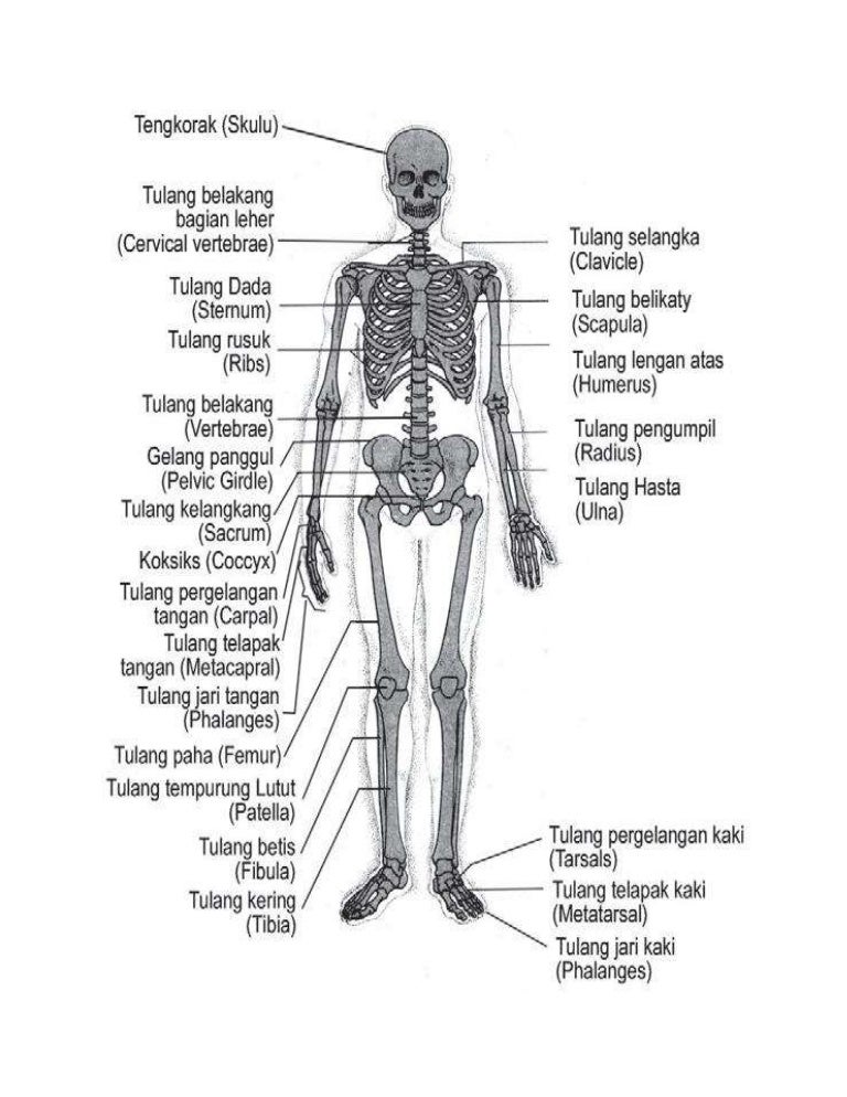 Detail Gambar Tulang Rangka Manusia Nomer 28