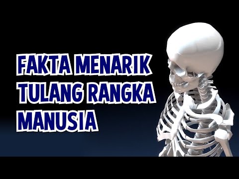 Detail Gambar Tulang Rangka Manusia Nomer 36