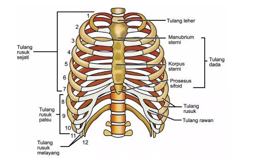 Detail Gambar Tulang Rangka Manusia Nomer 38