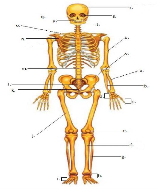 Detail Gambar Tulang Rangka Manusia Tanpa Keterangan Nomer 10