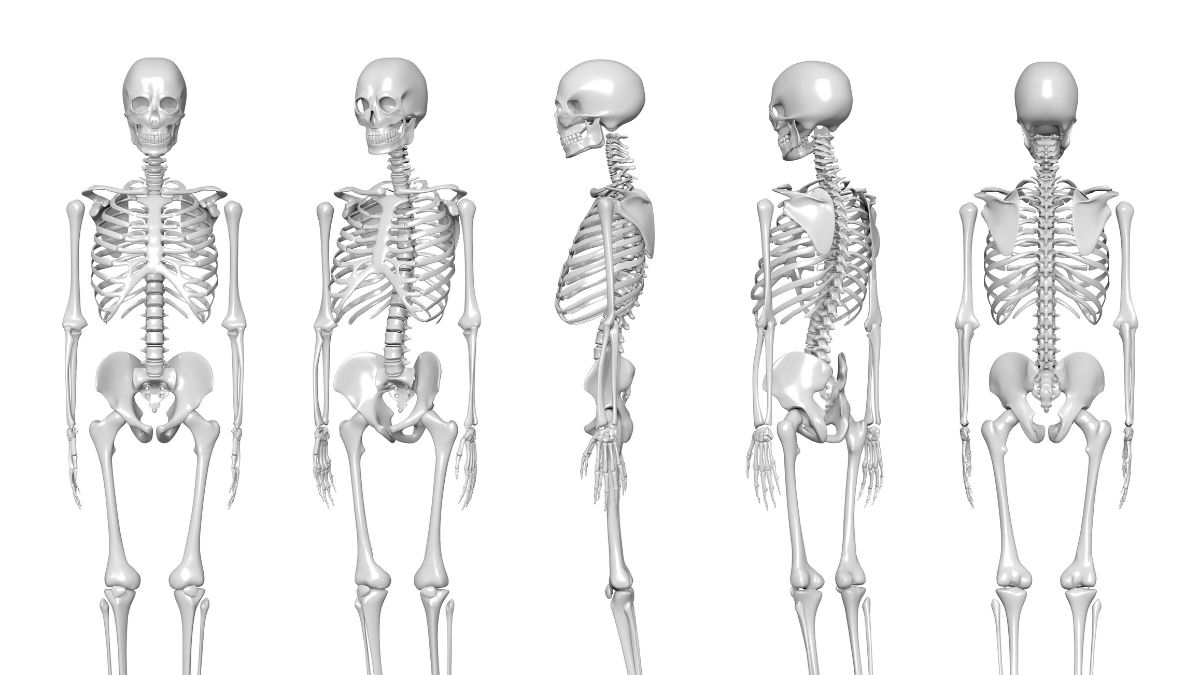 Detail Gambar Tulang Rangka Manusia Tanpa Keterangan Nomer 16