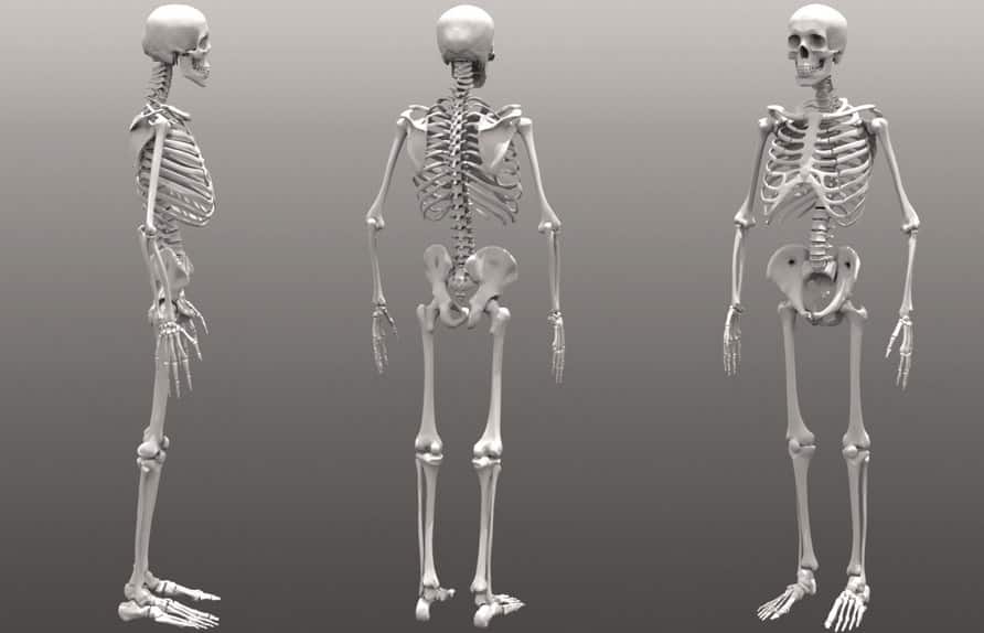 Detail Gambar Tulang Rangka Manusia Tanpa Keterangan Nomer 17
