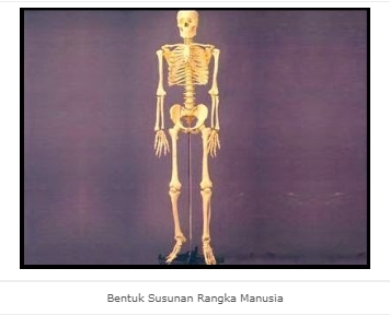 Detail Gambar Tulang Rangka Manusia Tanpa Keterangan Nomer 24