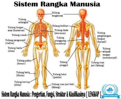 Detail Gambar Tulang Rangka Manusia Tanpa Keterangan Nomer 26