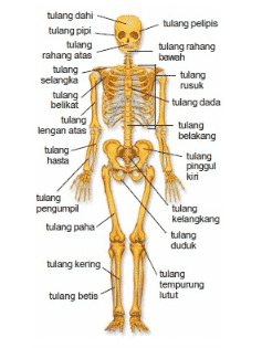 Detail Gambar Tulang Rangka Manusia Tanpa Keterangan Nomer 38
