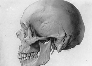 Detail Gambar Tulang Rangka Manusia Tanpa Keterangan Nomer 44
