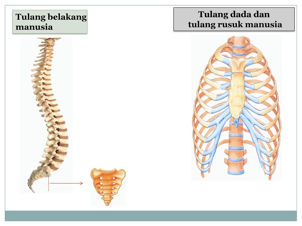 Detail Gambar Tulang Rangka Manusia Tanpa Keterangan Nomer 47