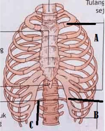 Detail Gambar Tulang Rusuk Manusia Nomer 36