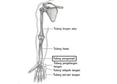 Detail Gambar Tulang Tangan Manusia Nomer 17