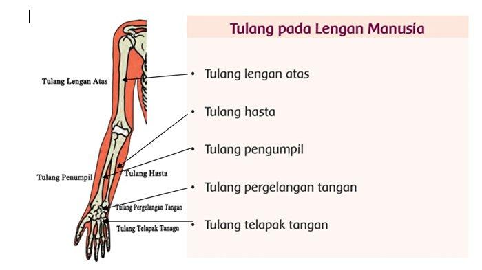 Detail Gambar Tulang Tangan Manusia Nomer 20