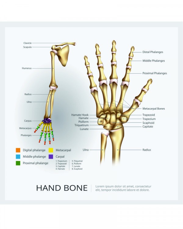 Detail Gambar Tulang Tangan Manusia Nomer 40