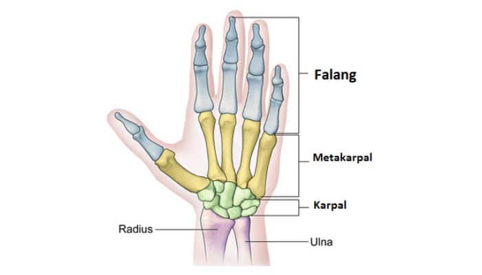 Detail Gambar Tulang Tangan Manusia Nomer 8