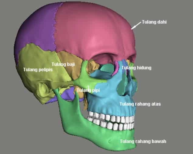 Detail Gambar Tulang Tengkorak Beserta Keterangannya Nomer 36