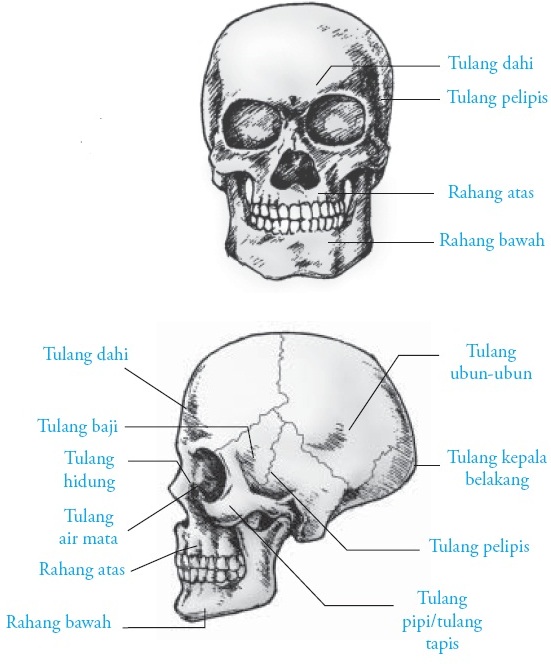 Detail Gambar Tulang Tengkorak Beserta Keterangannya Nomer 5