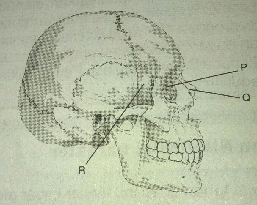 Detail Gambar Tulang Tengkorak Beserta Keterangannya Nomer 40