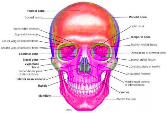Detail Gambar Tulang Tengkorak Beserta Keterangannya Nomer 43
