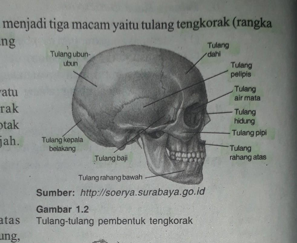 Detail Gambar Tulang Tengkorak Beserta Keterangannya Nomer 6