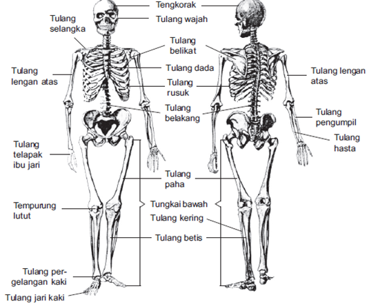 Detail Gambar Tulang Tengkorak Beserta Keterangannya Nomer 51