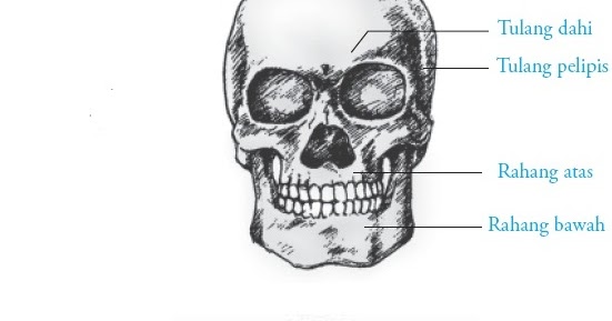 Detail Gambar Tulang Tengkorak Beserta Keterangannya Nomer 56