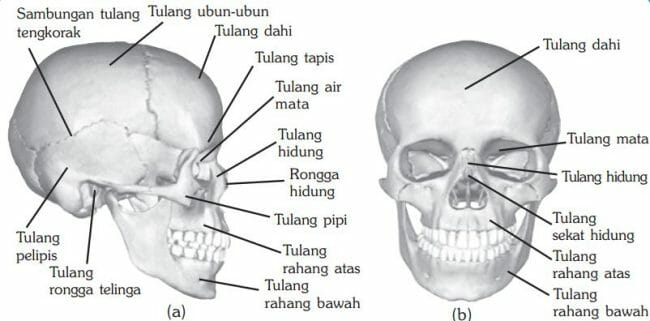 Detail Gambar Tulang Tengkorak Beserta Keterangannya Nomer 7