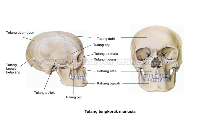 Detail Gambar Tulang Tengkorak Manusia Nomer 21