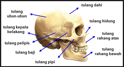 Detail Gambar Tulang Tengkorak Manusia Nomer 29
