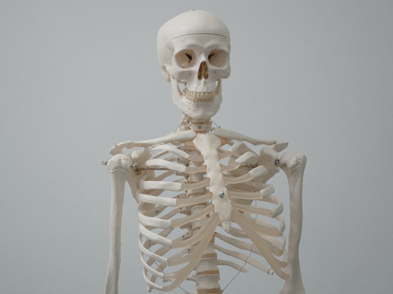 Detail Gambar Tulang Tengkorak Manusia Nomer 31