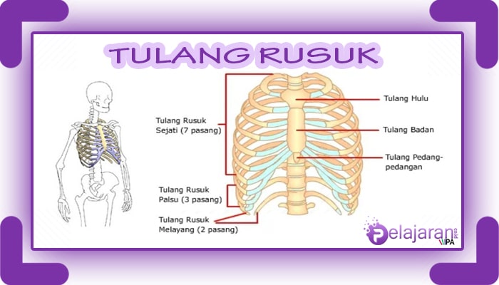 Detail Gambar Tulang Tengkorak Manusia Nomer 33