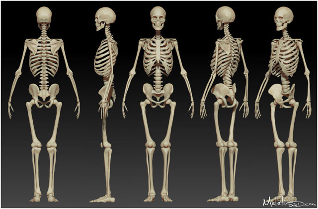 Detail Gambar Tulang Tengkorak Manusia Nomer 49