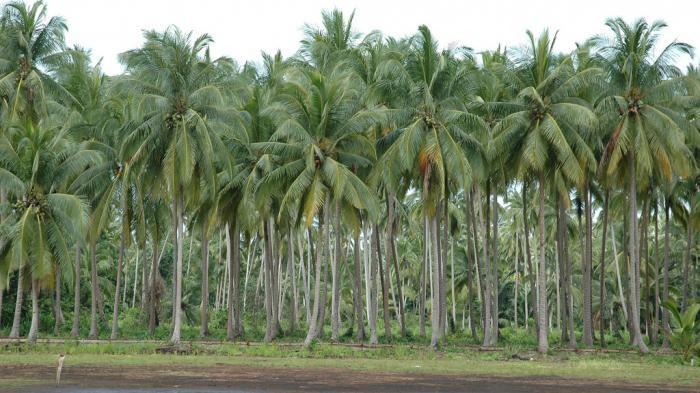 Detail Gambar Tumbuhan Alami Gambar Tumbuhan Pohon Kelapa Nomer 2