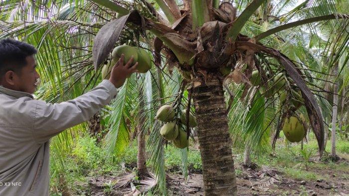 Detail Gambar Tumbuhan Alami Gambar Tumbuhan Pohon Kelapa Nomer 20