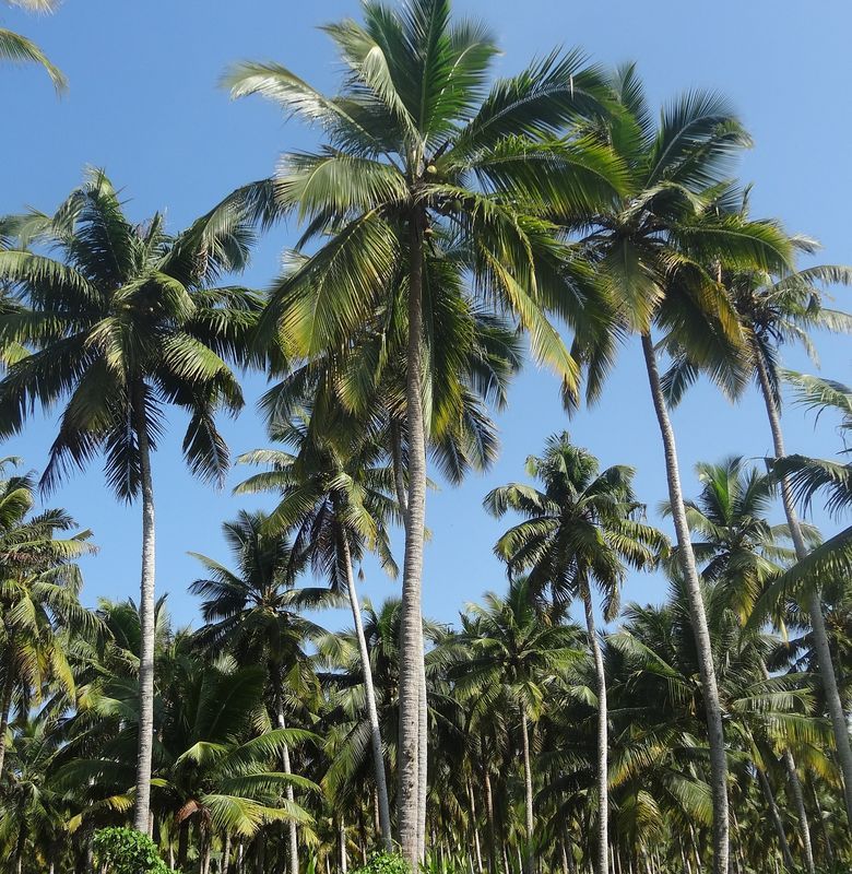 Detail Gambar Tumbuhan Alami Gambar Tumbuhan Pohon Kelapa Nomer 21