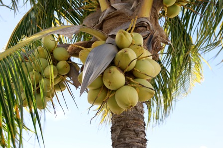 Detail Gambar Tumbuhan Alami Gambar Tumbuhan Pohon Kelapa Nomer 28