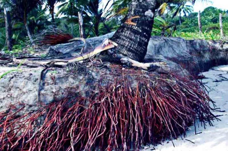 Detail Gambar Tumbuhan Alami Gambar Tumbuhan Pohon Kelapa Nomer 35