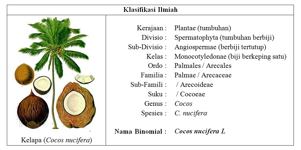 Detail Gambar Tumbuhan Alami Gambar Tumbuhan Pohon Kelapa Nomer 37