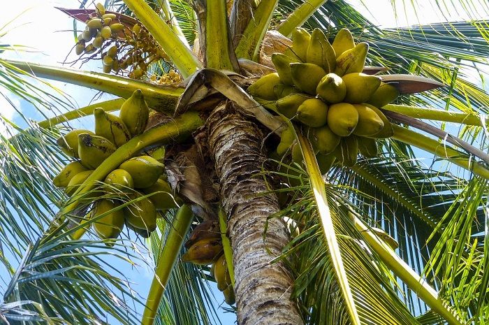 Detail Gambar Tumbuhan Alami Gambar Tumbuhan Pohon Kelapa Nomer 5