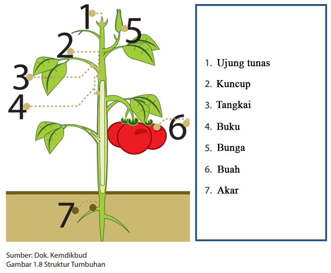 Detail Gambar Tumbuhan Dan Fungsinya Nomer 45