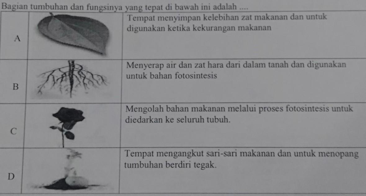 Detail Gambar Tumbuhan Dan Fungsinya Nomer 54