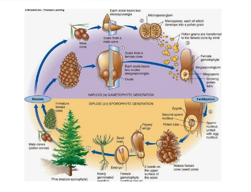 Detail Gambar Tumbuhan Gymnospermae Nomer 16